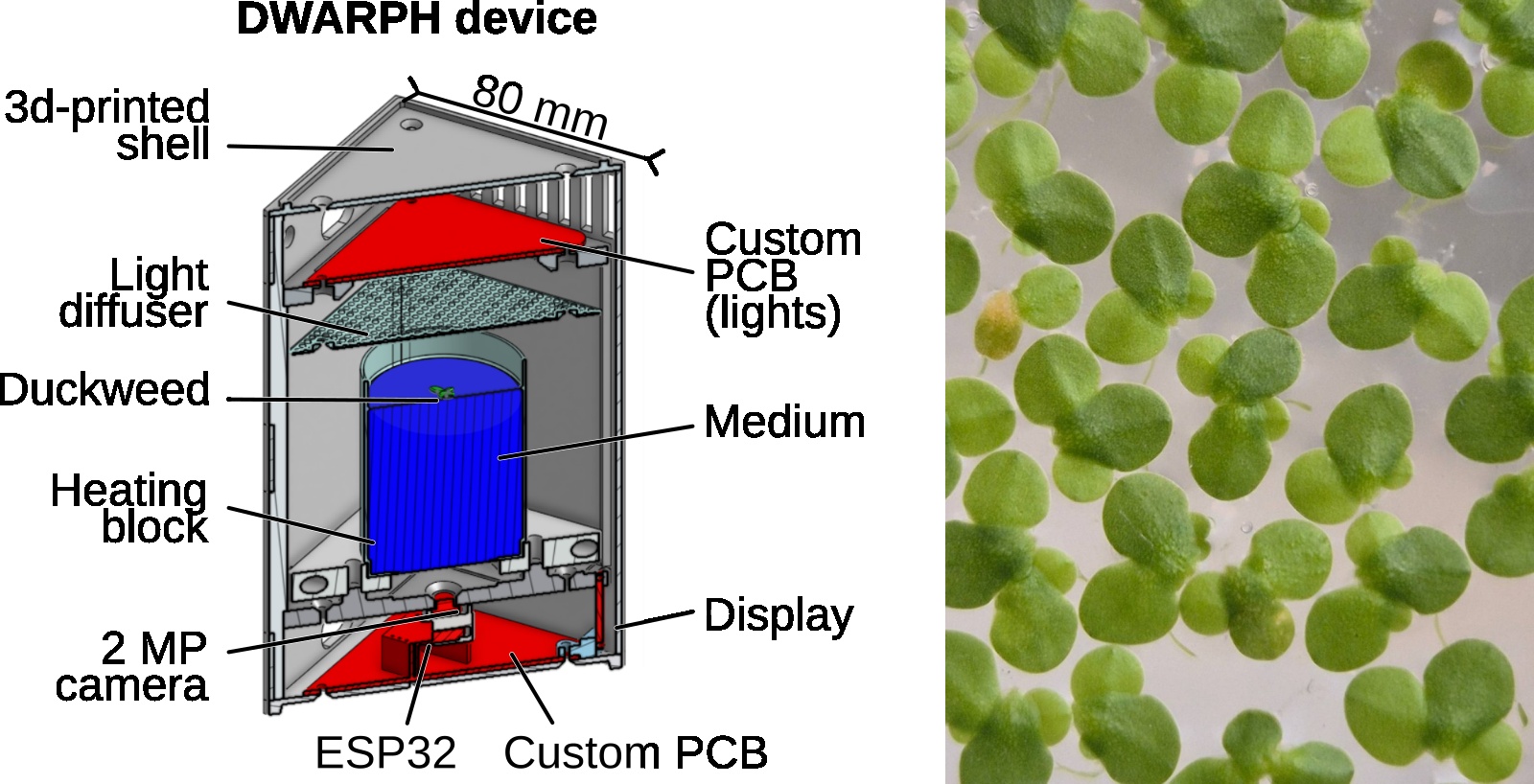 DuckWeed Automatic Robot for PHenotyping