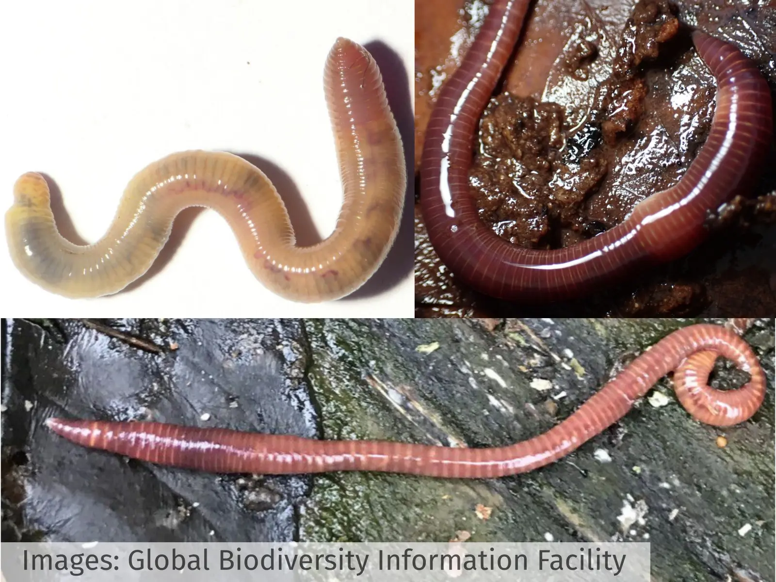 Custom Imaging Platform and Deep Learning to Identify and Phenotype Earthworms