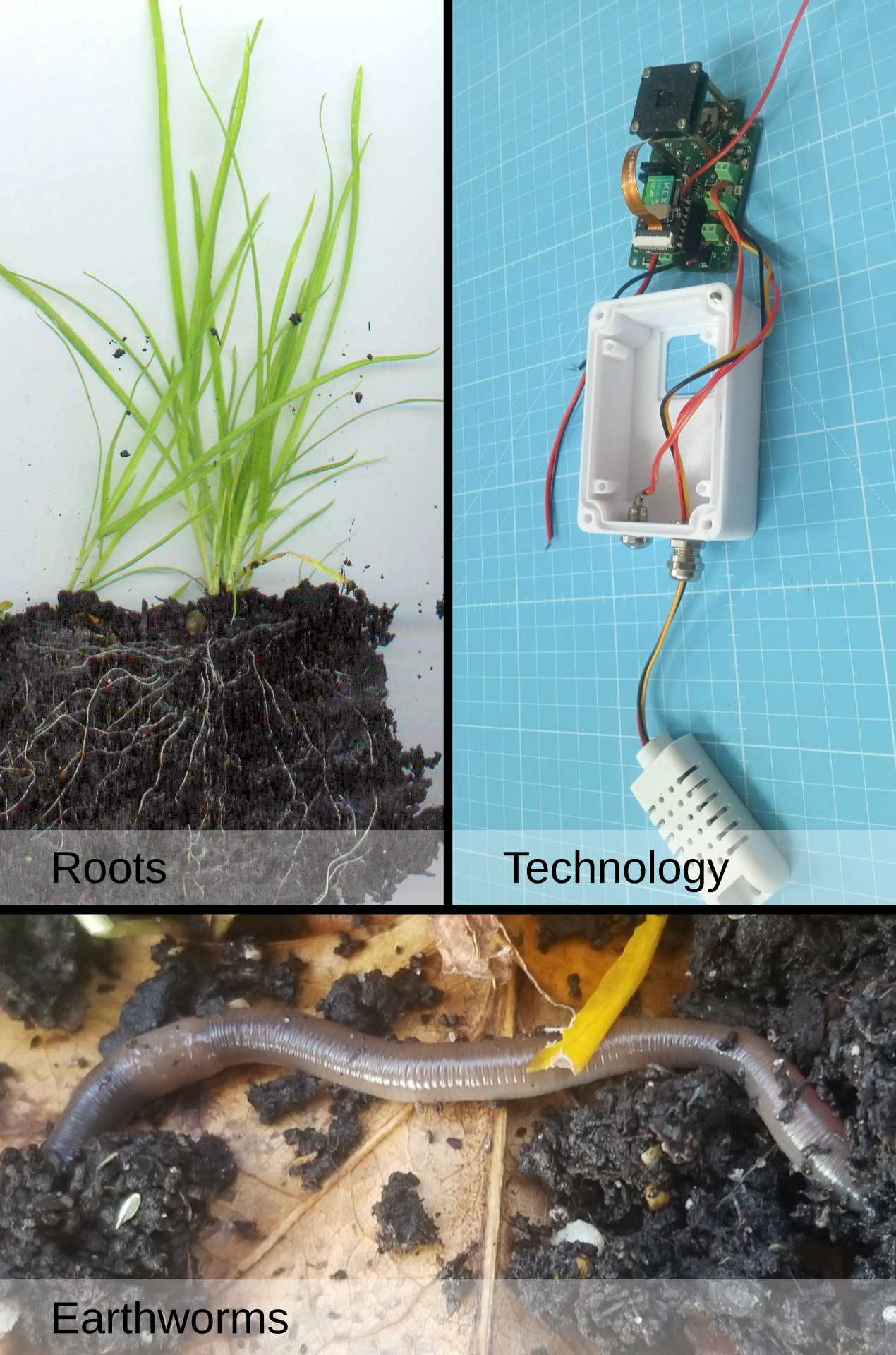 Custom Imaging Platform and Deep Learning to Identify and Phenotype Earthworms